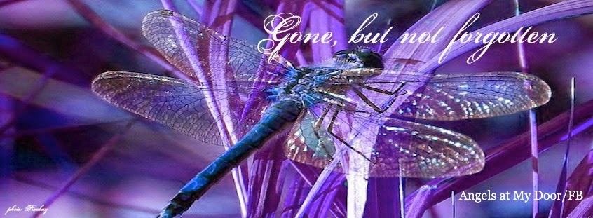 The Dragonfly Story