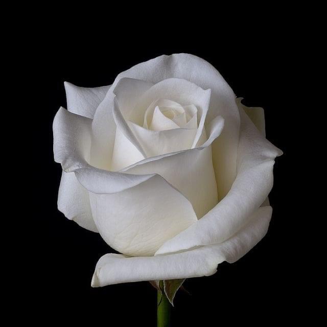 The White Roses